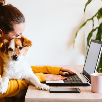 Person looking on computer, with dog.